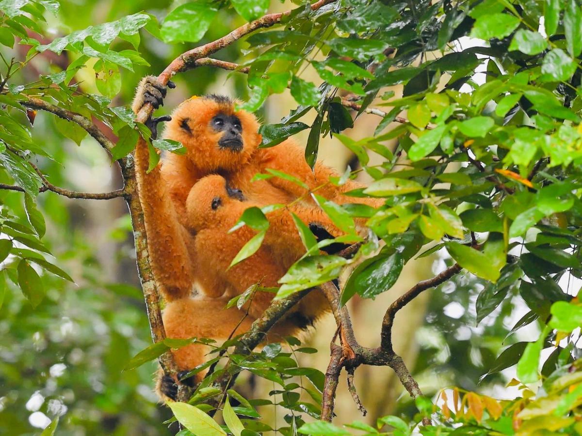 Gibbon Singing Home Stay Quan Tom Экстерьер фото